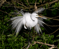 Shenzhen Wetland Bird Watching — Inner Deep Bay (深圳内湾观鸟)
