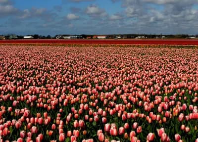 Top 10 Tulip & Flower Experiences in the Netherlands 2026