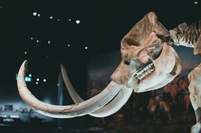 #4 De-Extinction of the Woolly Mammoth — Top 10 Most Controversial Gene Editing Applications