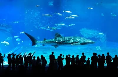 #16 Okinawa (Beaches & Churaumi Aquarium) — Top 20 Best Family Destinations in Japan From Hong Kong 2026