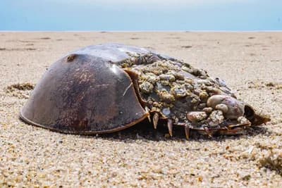 #7 The lifesaving secret hidden inside a horseshoe crab's blue blood — Top 10 Hacker News — Top Stories — August 12, 2026