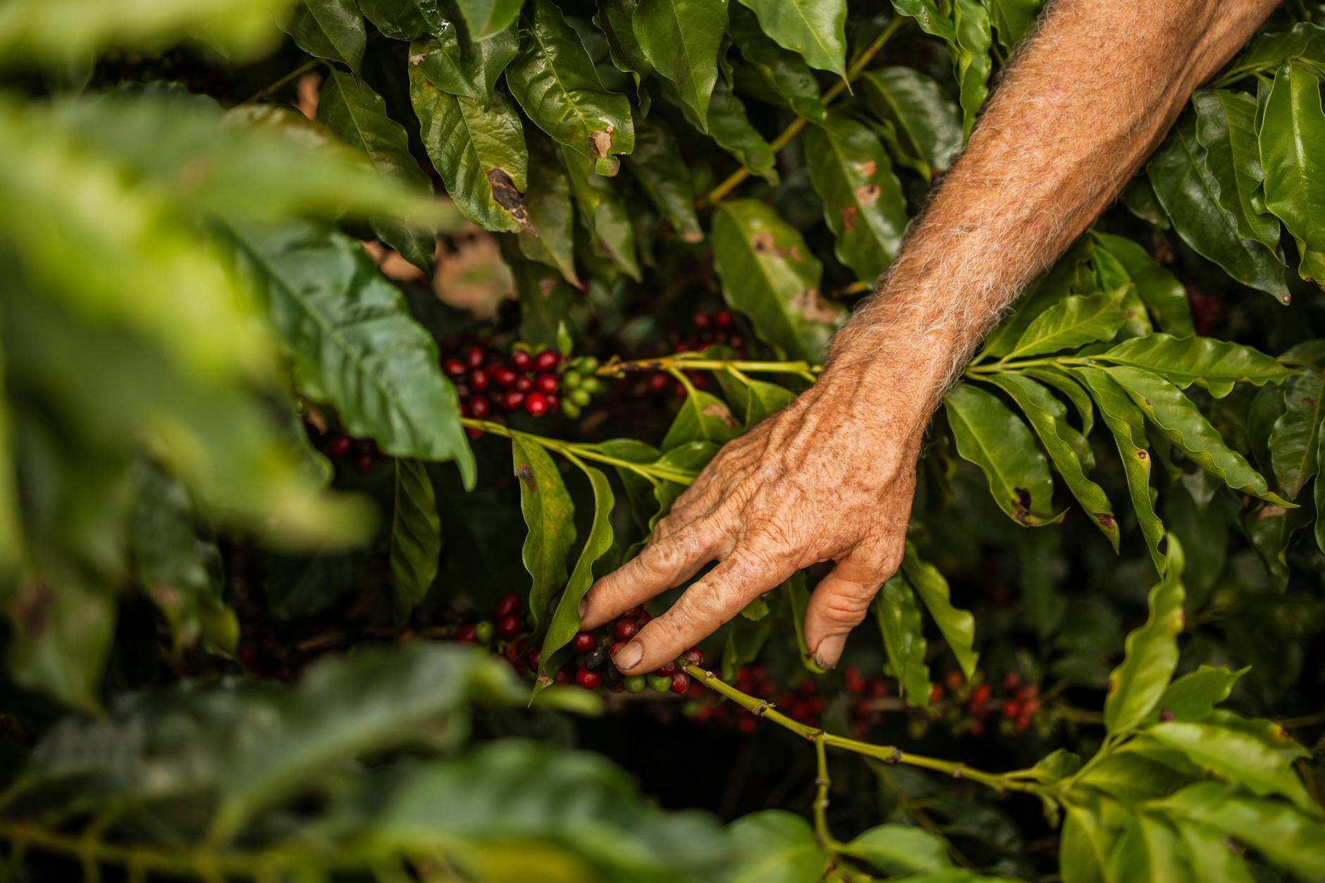Top 10 Coffee Farms in Brazil 2026