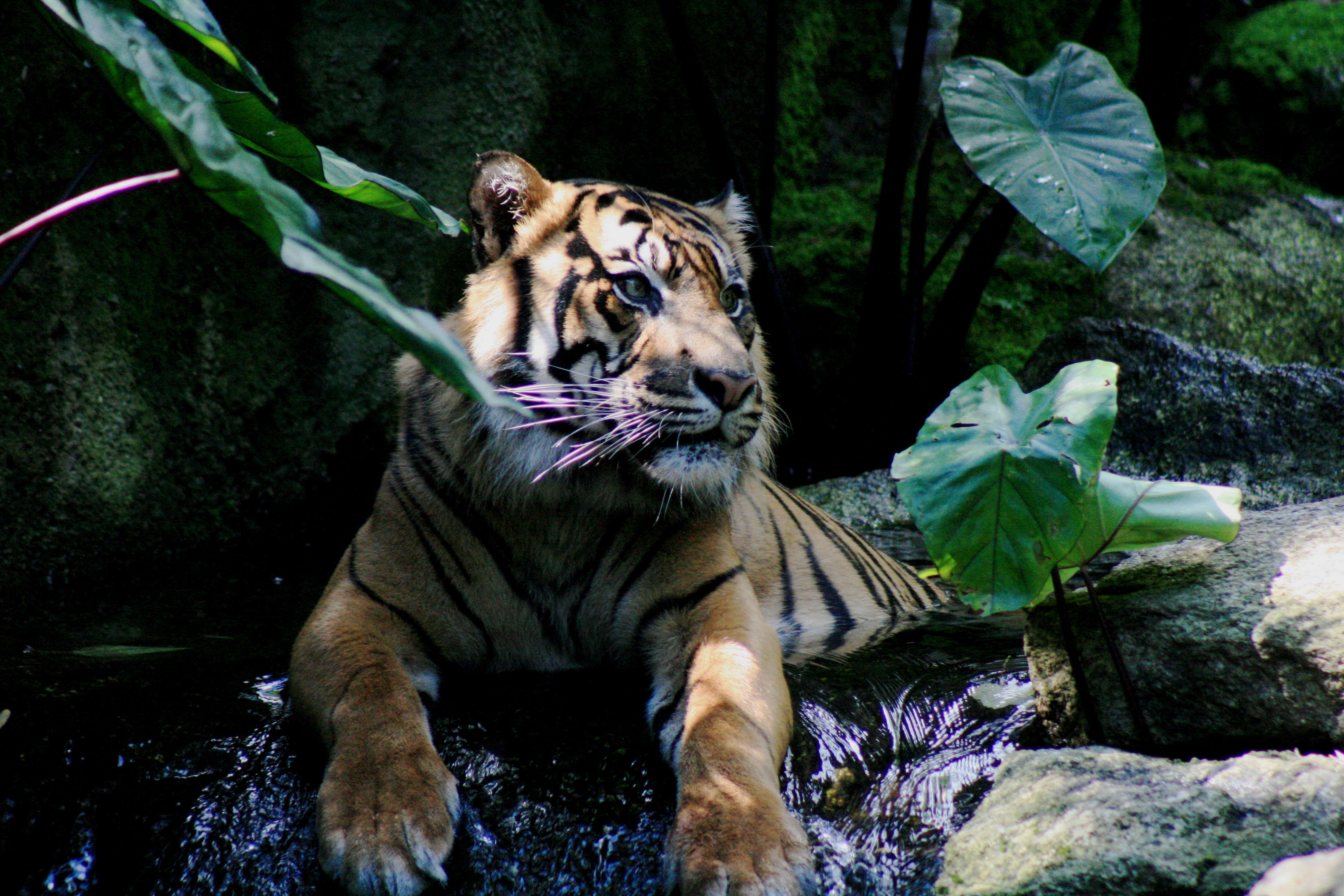 Top 10 Indonesian Wildlife Encounters in 2026