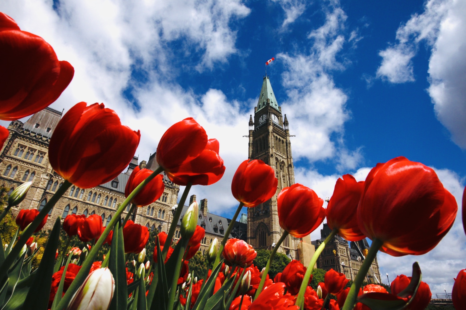 Top 10 Tulip & Flower Experiences in the Netherlands 2026