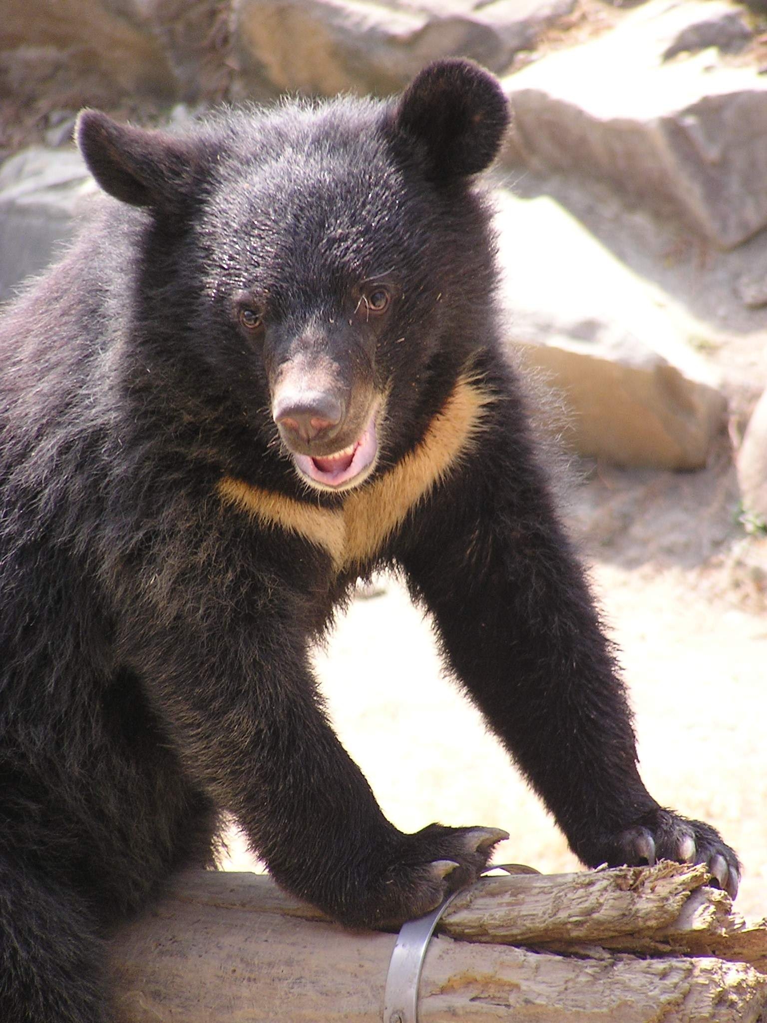 Top 10 Wildlife Encounters in Taiwan in 2026