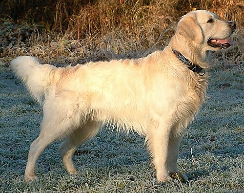 Top 10 Dog Breeds That First-Time Owners Love