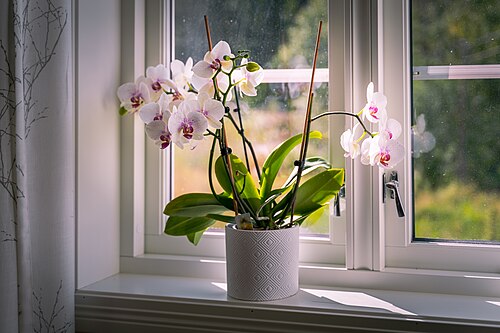 Top 10 Houseplants That Are Almost Impossible to Kill
