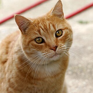 Top 10 European Pet Insurance Companies