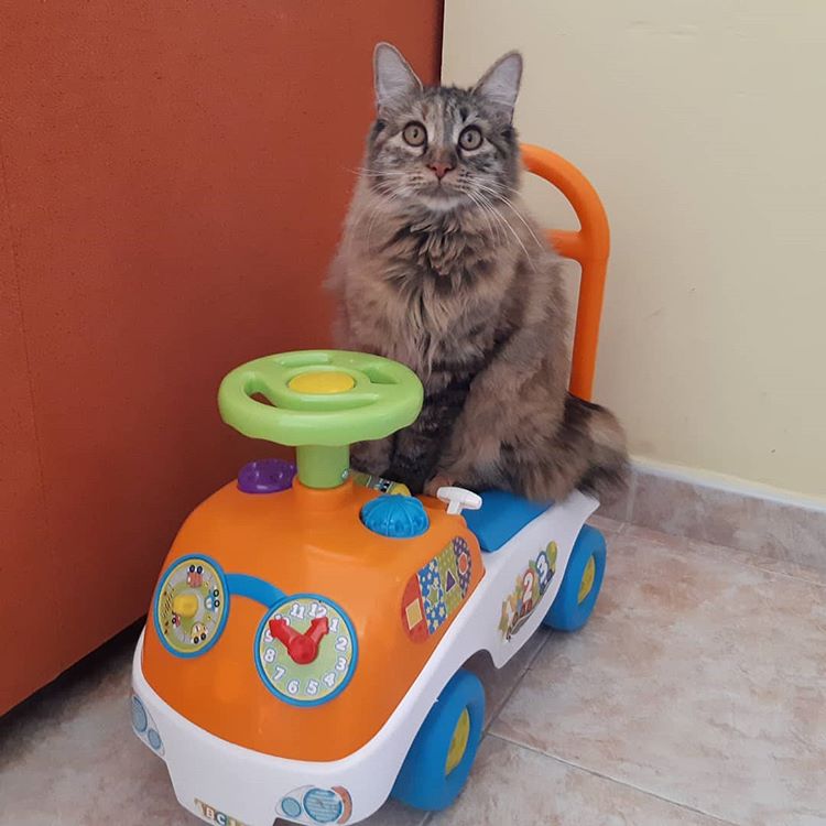 Top Cat Breeds — Top Rated