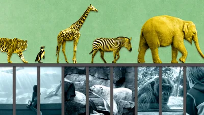 Top 10 Most Debated: Are Zoos Ethical
