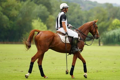 Top 10 Things to Know About Argentine Polo