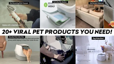 Top 10 Pet Products That Went Viral for a Reason