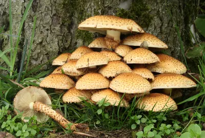 Top 10 Functional Mushrooms for Brain Health and Energy in 2026